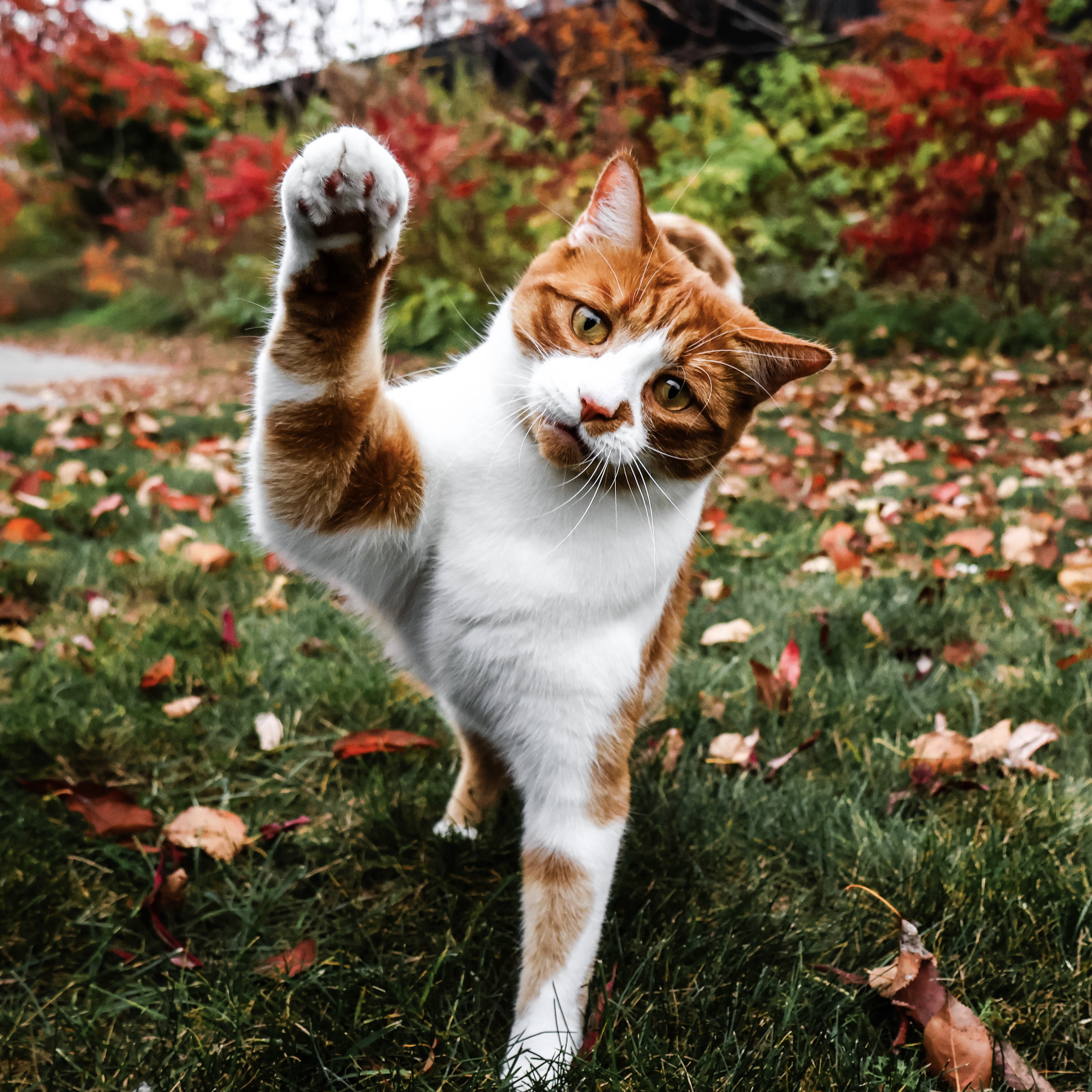 Chat qui lève la patte