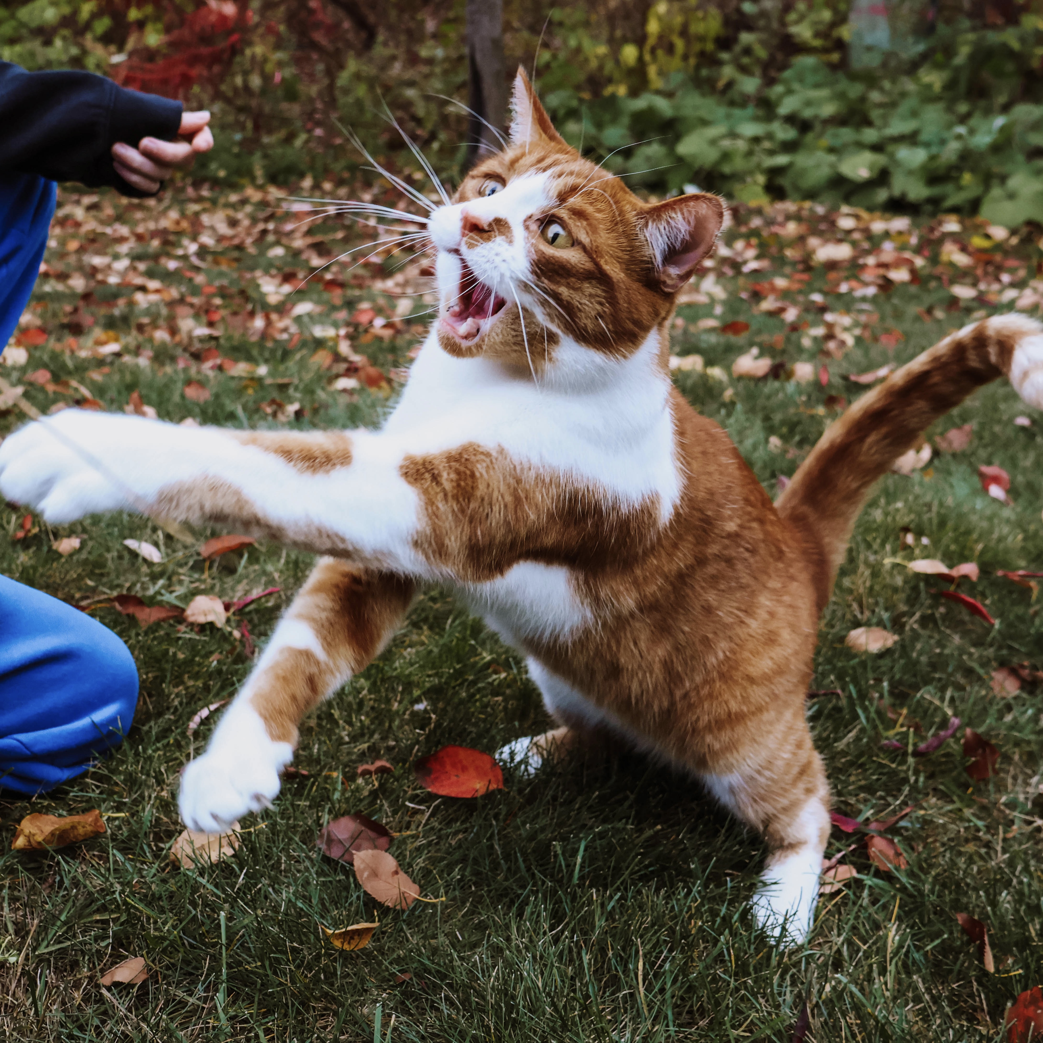 Action féline