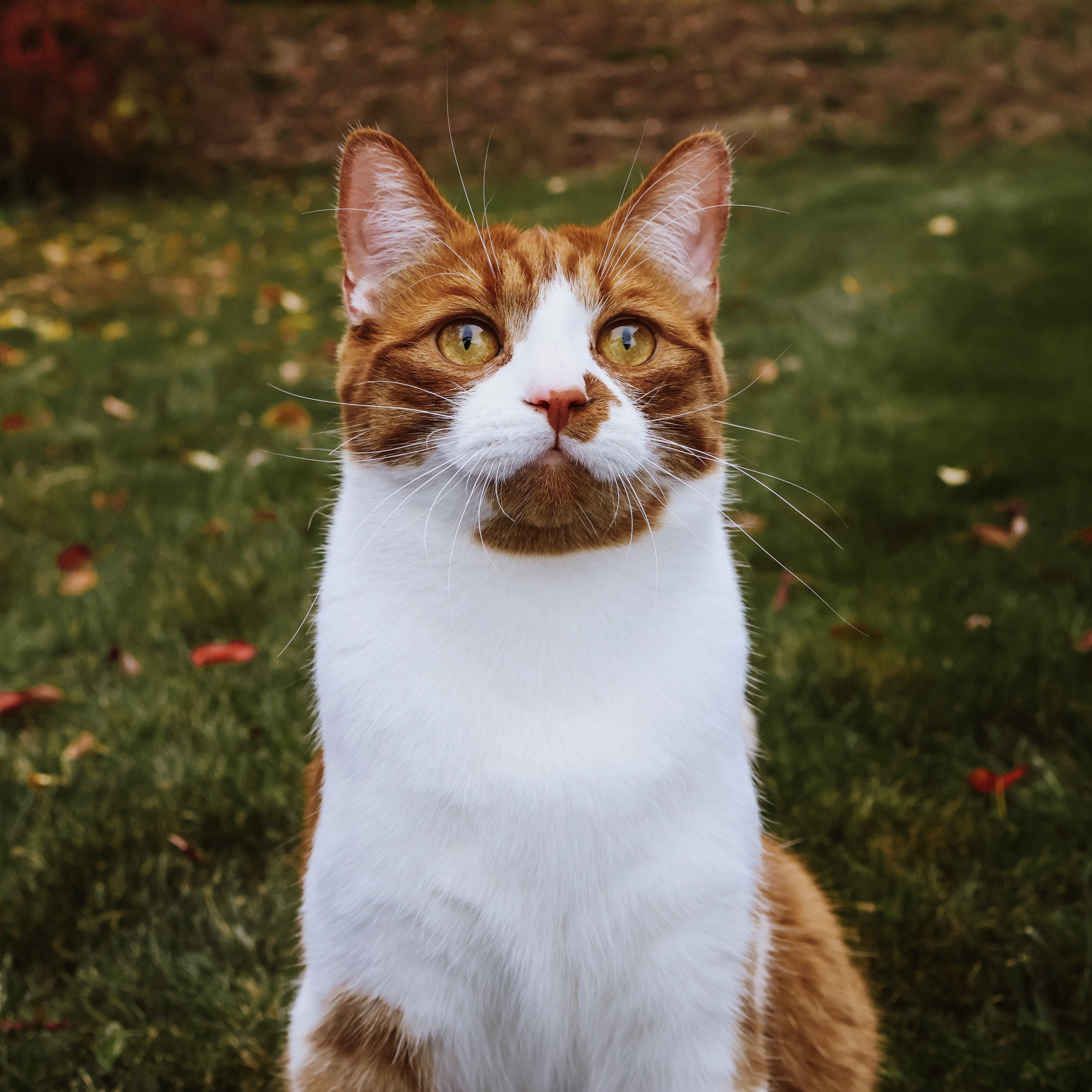 Portrait chat roux et blanc