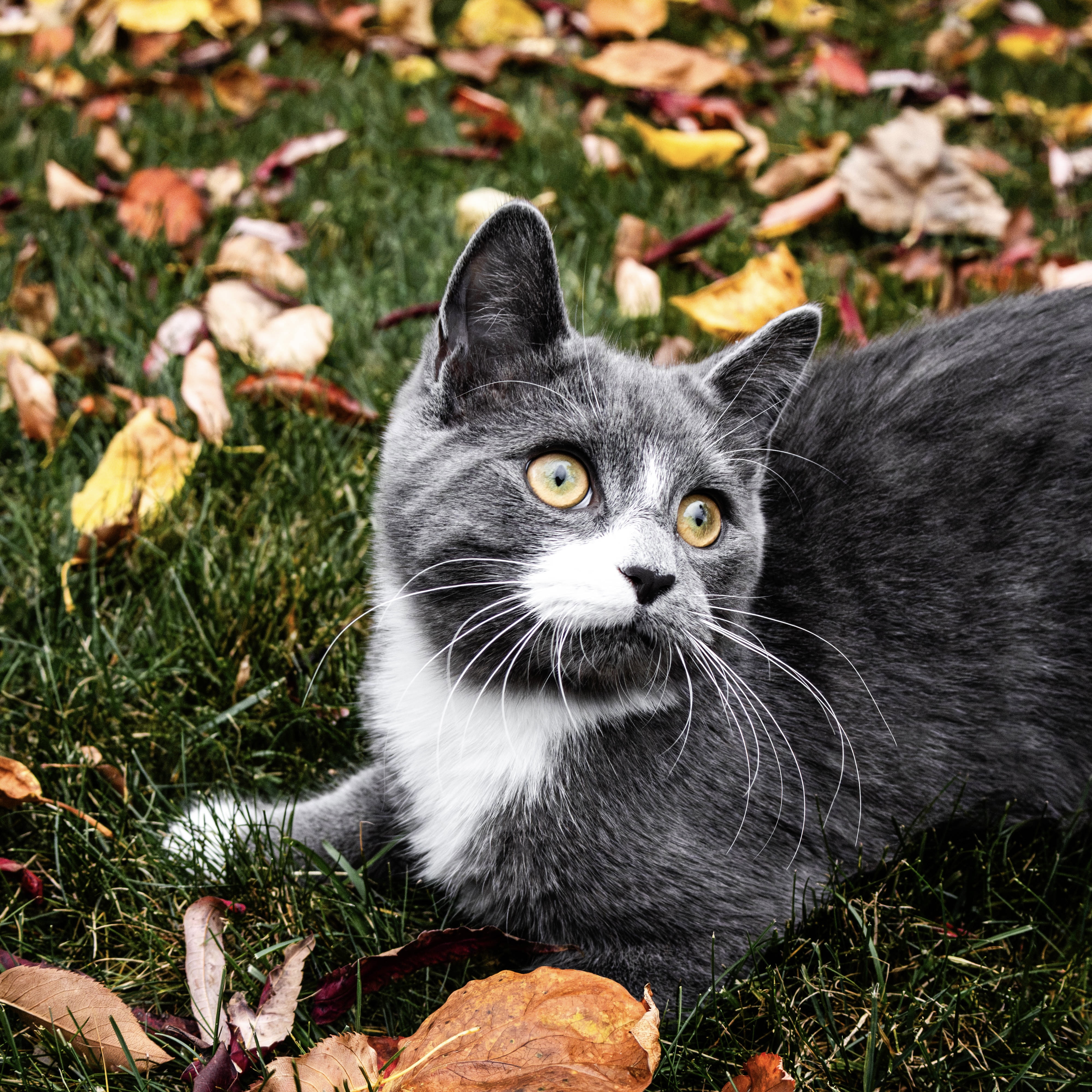 Chat gris dans les feuilles