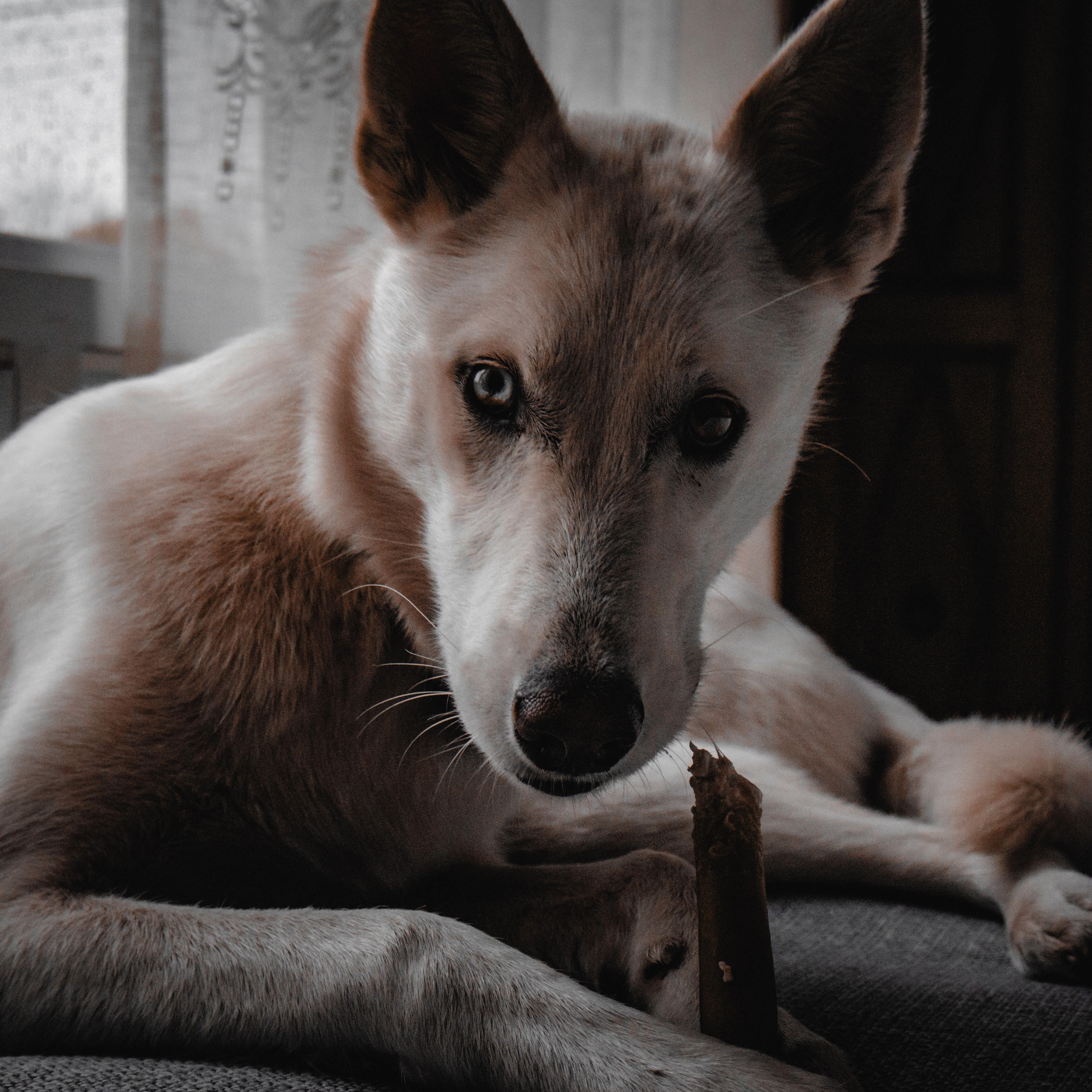 Chien au regard intense, photographié par Loïk Sarrazin
