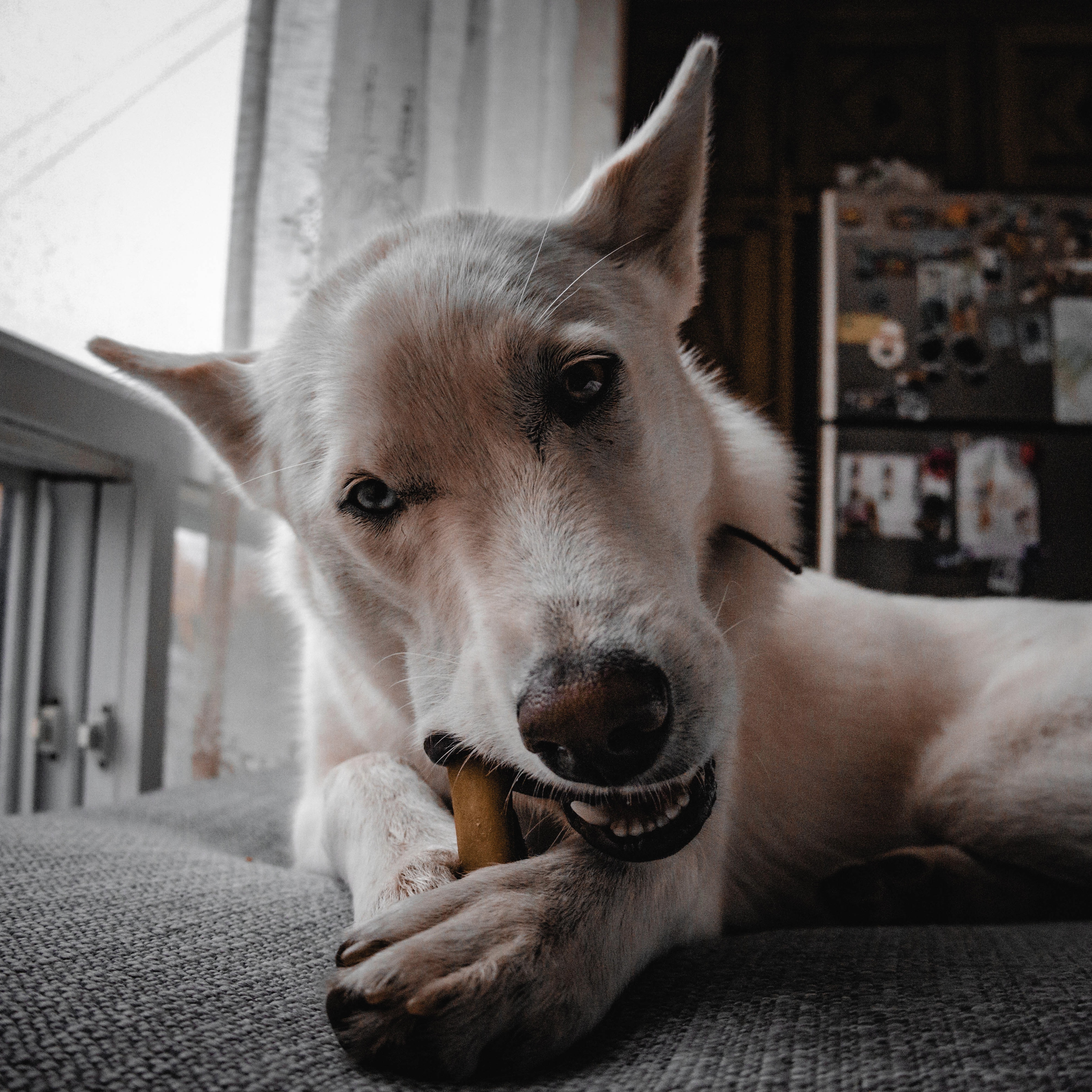 Chien qui mâche son os