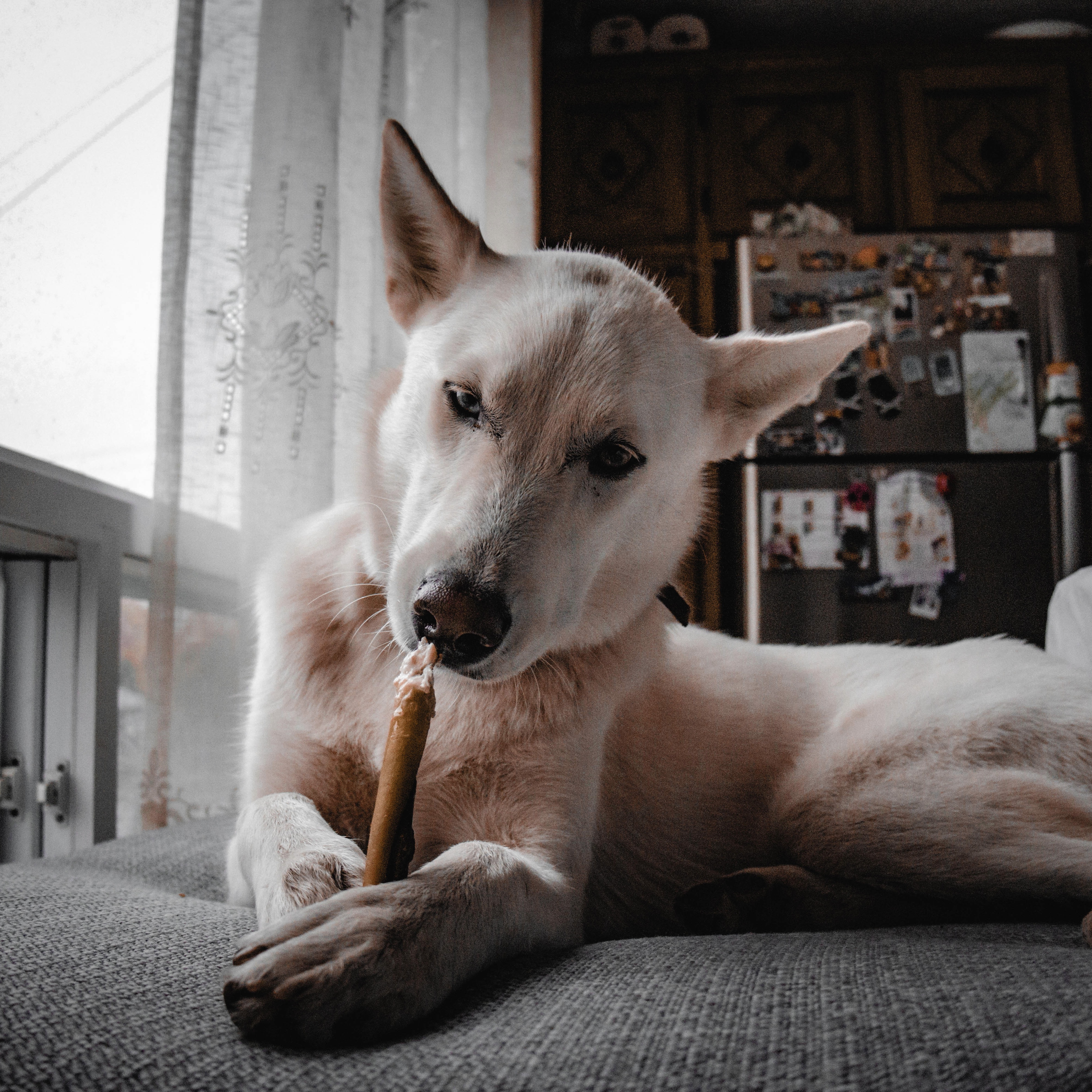 Chien détendu sur le divan