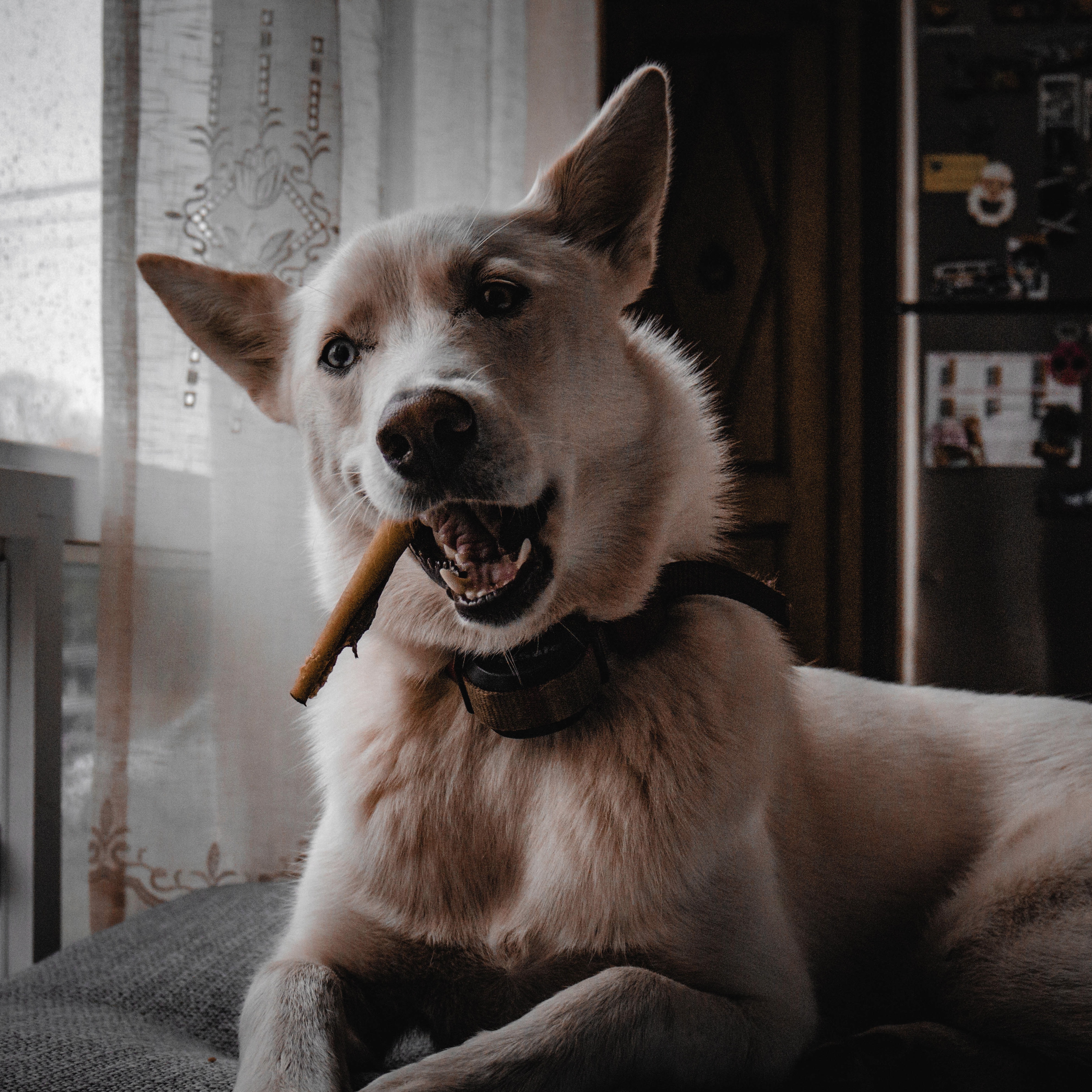 Chien heureux avec son bâton