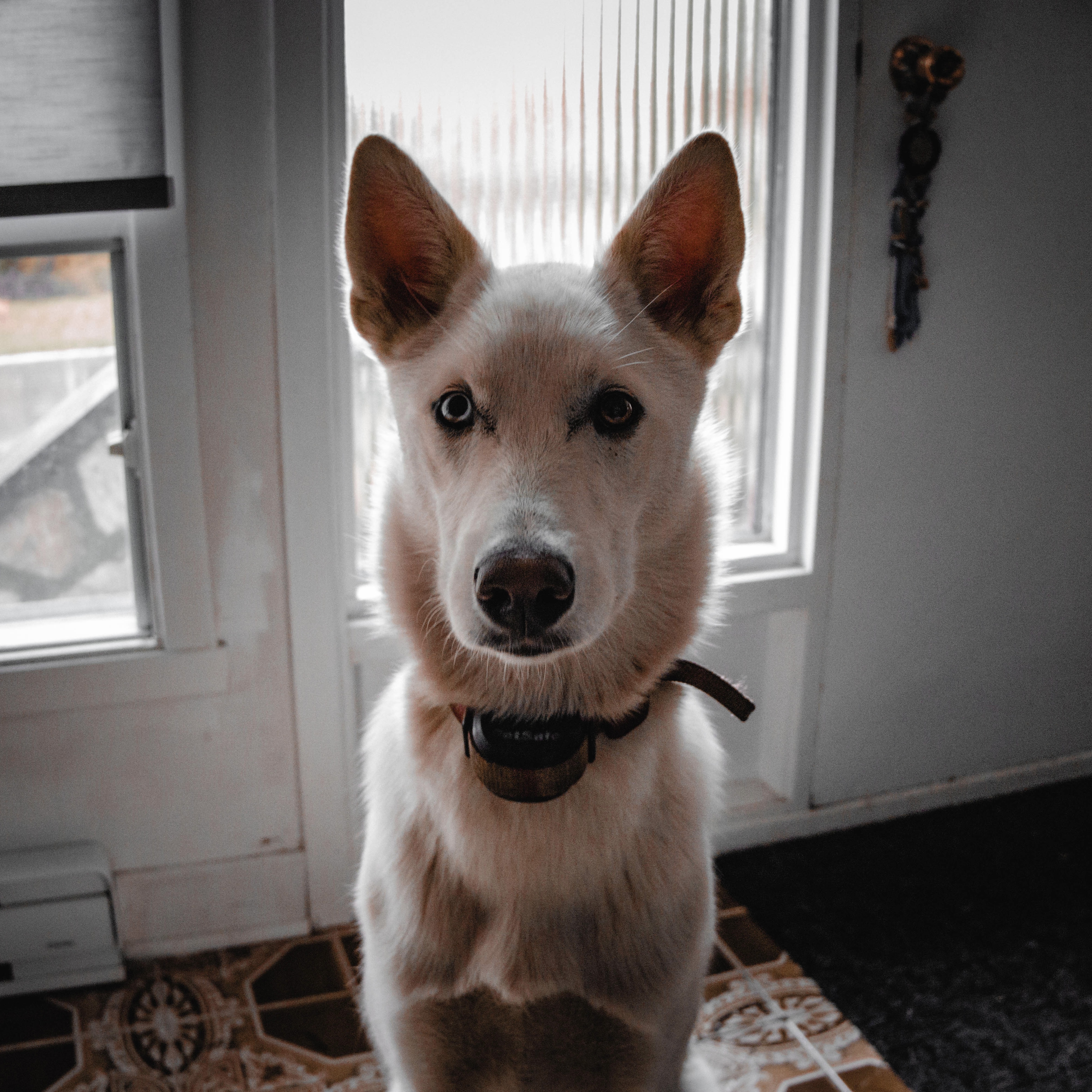 Chien assis devant la fenêtre