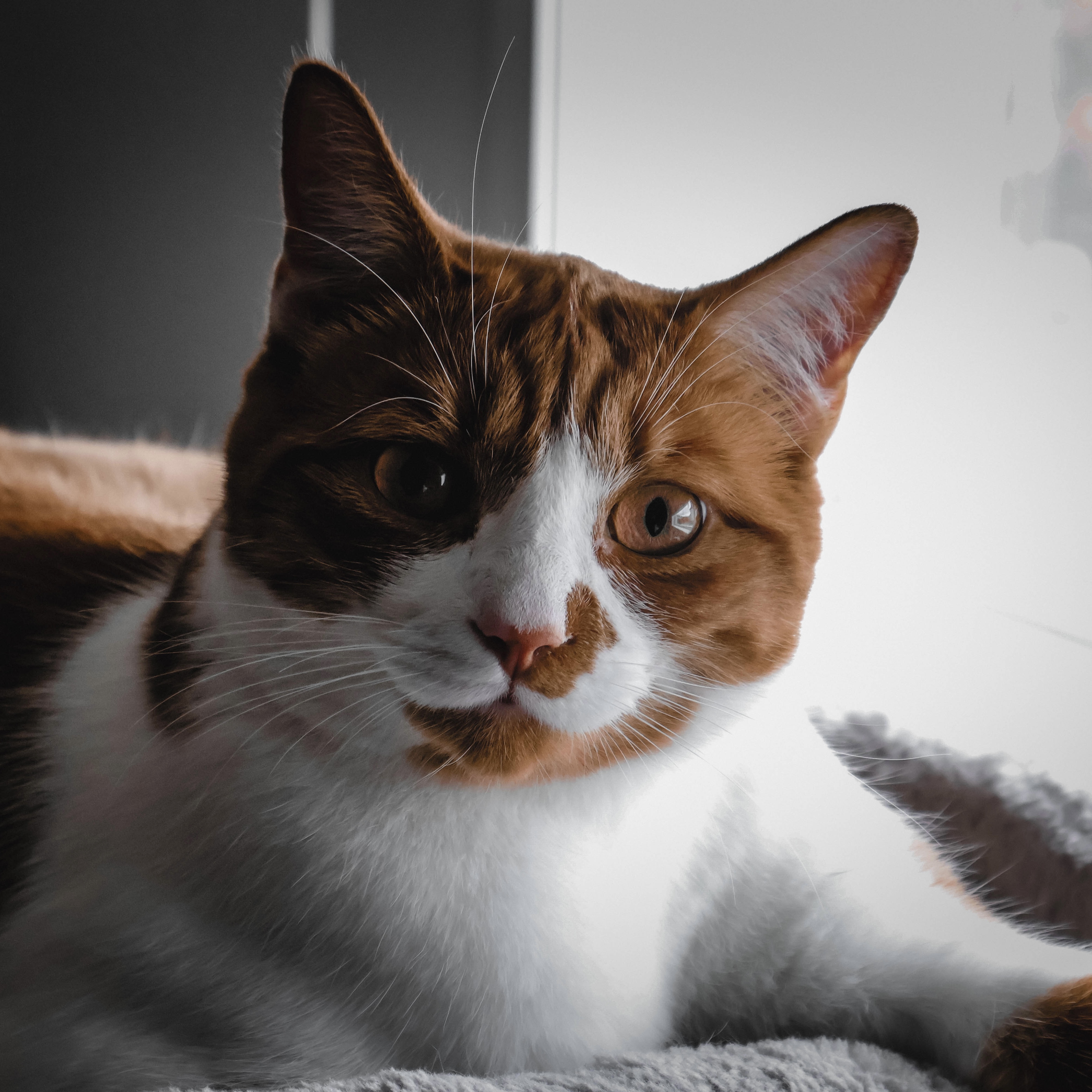 Photo animalière par Regard Poilu